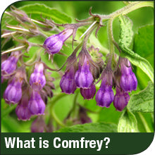 Natures Aid Comfrey Oil, 150 ml (Knitbone, Natural Rubbing Oil, Suitable for Vegetarians, Made in the UK), 5023652041509